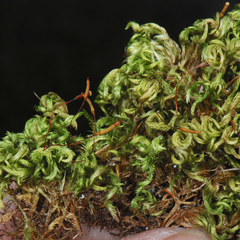 Homalothecium nevadense