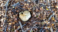 Rossbeevera pachydermis