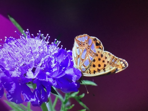 Queen of Spain Fritillary, Aardbeienvlak, IJmuiden, Noord-Holland, NL, photo 6 of 10