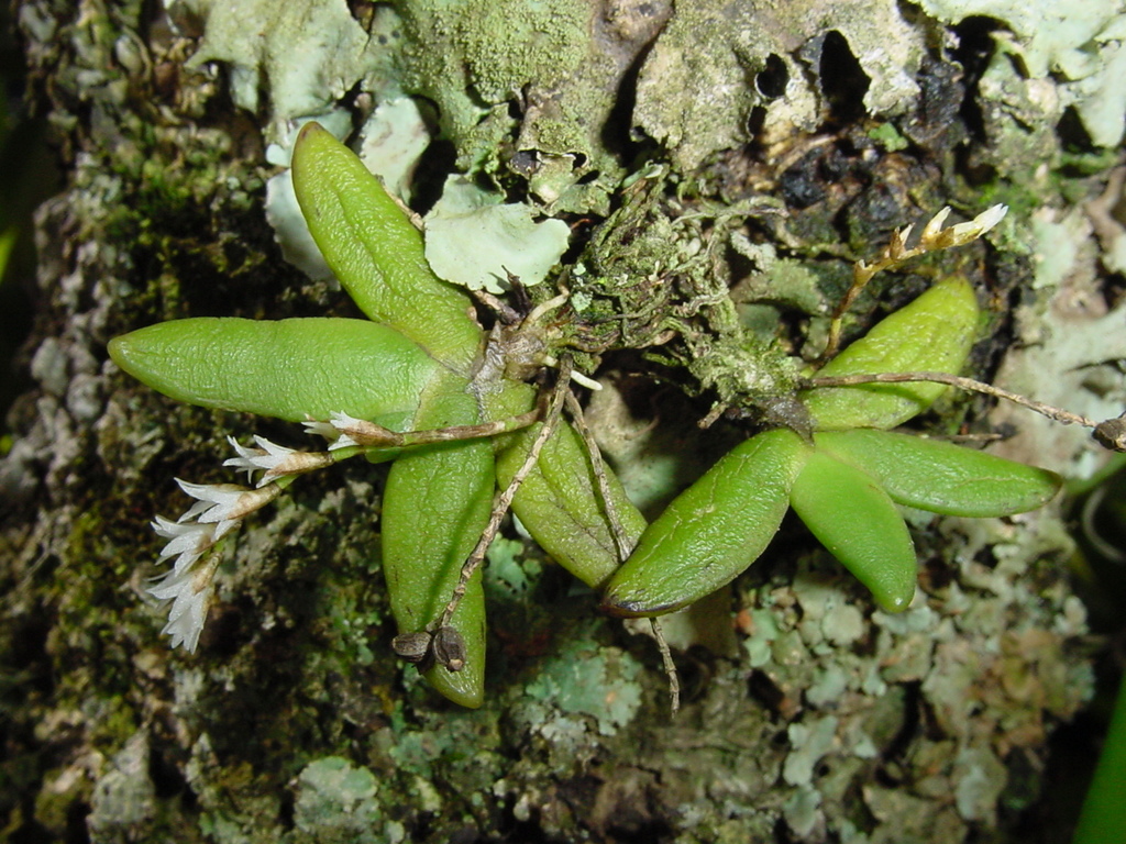 Bolusiella maudiae