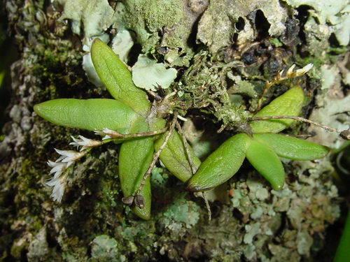 Bolusiella maudiae