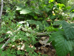 Ceratocapnos claviculata