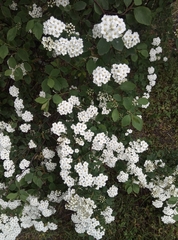 Spiraea × vanhouttei