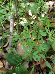 Ceratocapnos claviculata