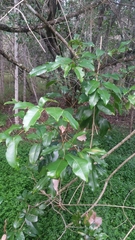 Mischocarpus pyriformis