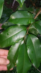 Mischocarpus pyriformis