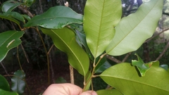 Mischocarpus pyriformis