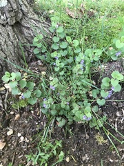 Glechoma hederacea