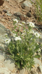 Draba borealis