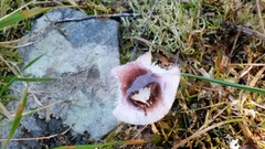 Russula roseopileata