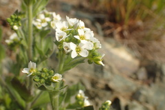 Draba borealis