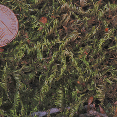 Homalothecium aureum