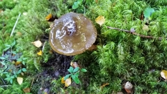 Cortinarius phaeomyxa