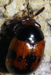 Diaperis nigronotata