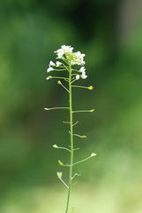 Capsella grandiflora
