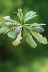 Capsella grandiflora