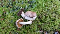 Cortinarius alboroseus