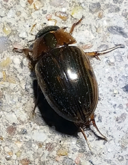 Tropisternus collaris