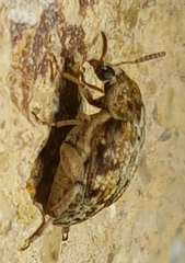 Algarobius bottimeri