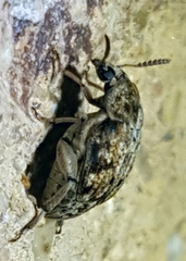 Algarobius bottimeri