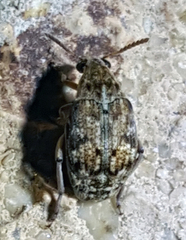 Algarobius bottimeri