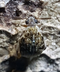 Algarobius bottimeri