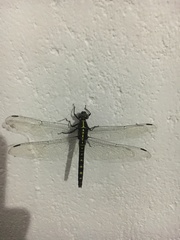 Onychothemis testacea