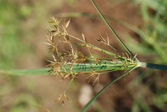 Cyperus longus