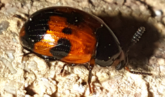 Diaperis nigronotata