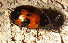 Diaperis nigronotata