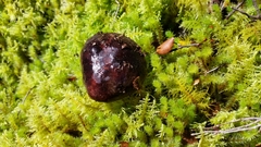 Russula pilocystidiata