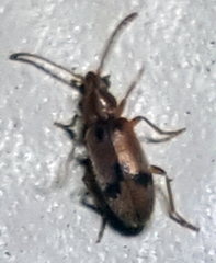 Notoxus monodon