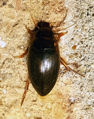 Copelatus chevrolati