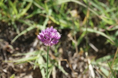 Allium erubescens