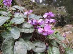 Cyclamen alpinum