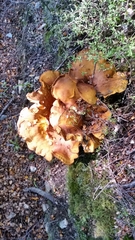 Austropaxillus squarrosus