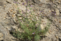 Teucrium orientale