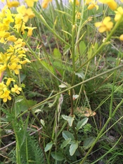 Barbarea vulgaris