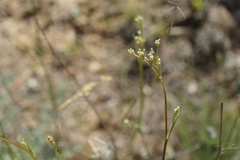 Pimpinella idae