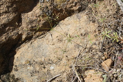 Galium tenuissimum
