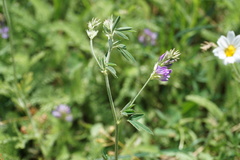 Medicago lessingii