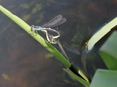 Coenagrion lunulatum