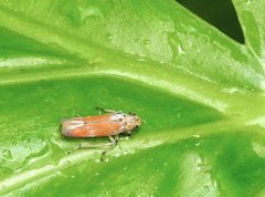 Bothrogonia ferruginea