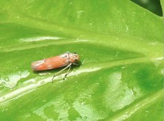 Bothrogonia ferruginea