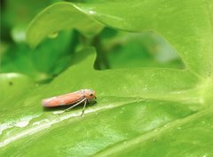 Bothrogonia ferruginea