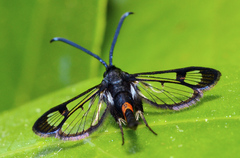 Synanthedon myopaeformis