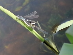 Coenagrion lunulatum