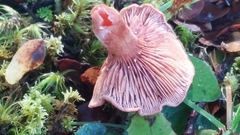 Lactarius umerensis