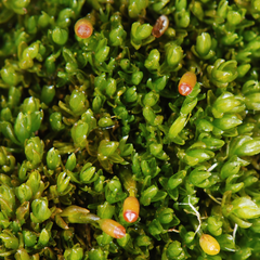 Grimmia mollis