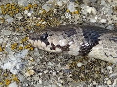 Macroprotodon brevis ibericus